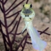 jawfish_yellowhead_bcf_nwp_v_0179_tci2104.jpg